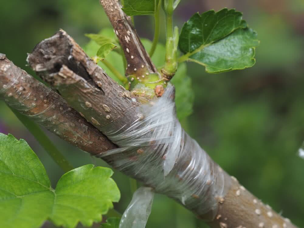 what is grafting?