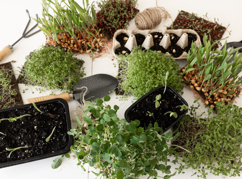 Microgreens