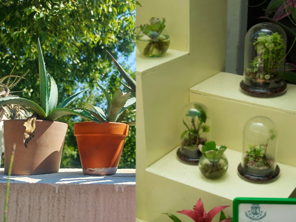 Terrariums vs Traditional Pots