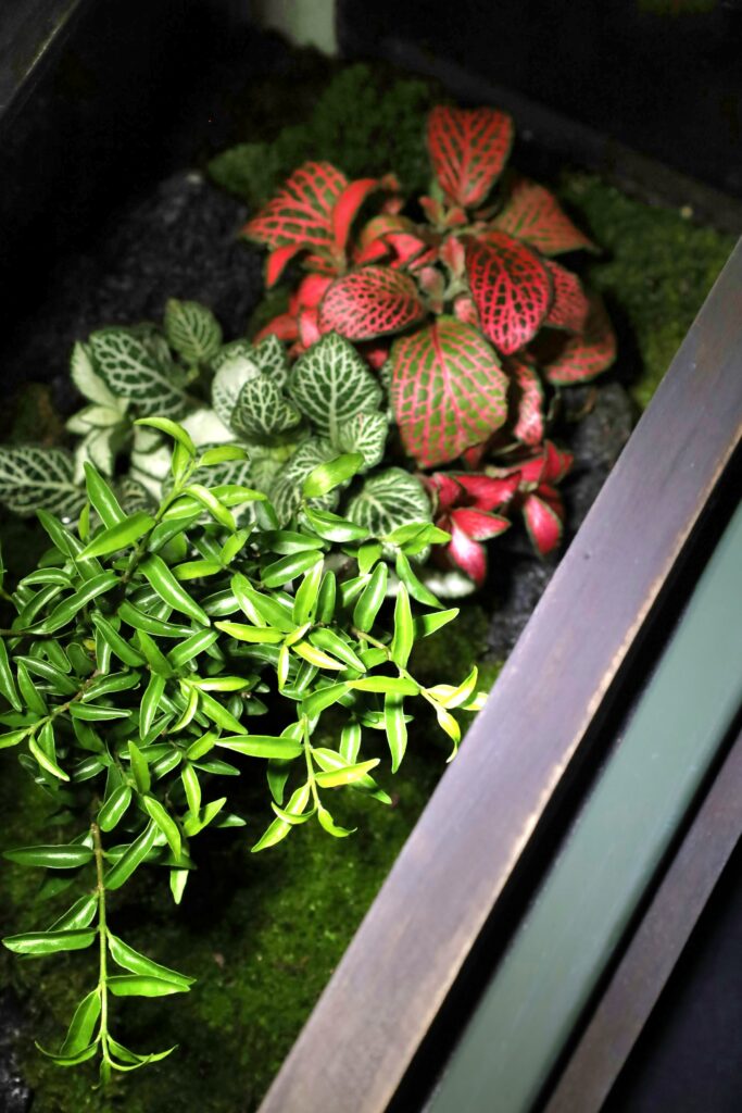 Terrarium Plants