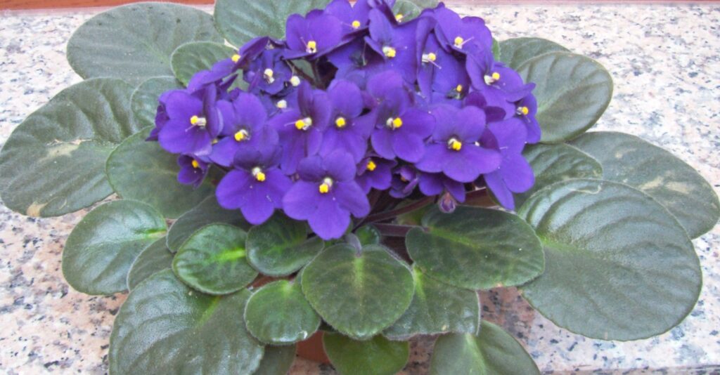 african violet