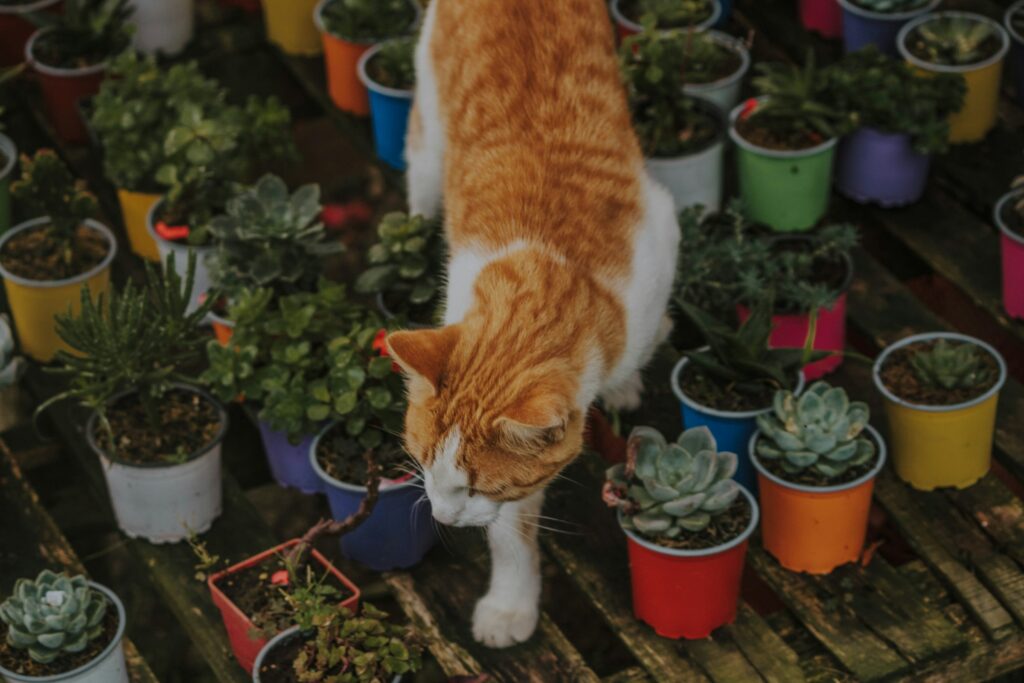 Pet