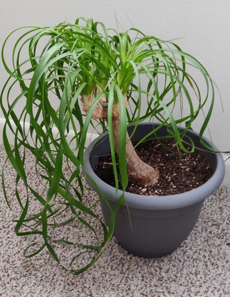 ponnytail palm