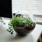 Terrarium