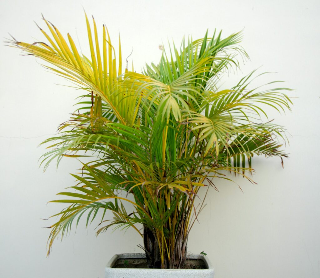 areca palm