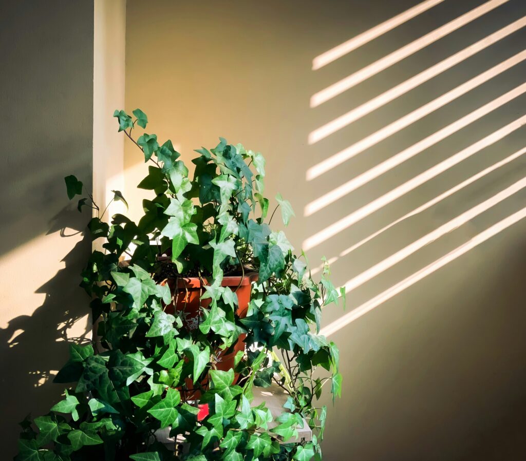 bright indirect light for houseplants