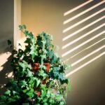 bright indirect light for houseplants