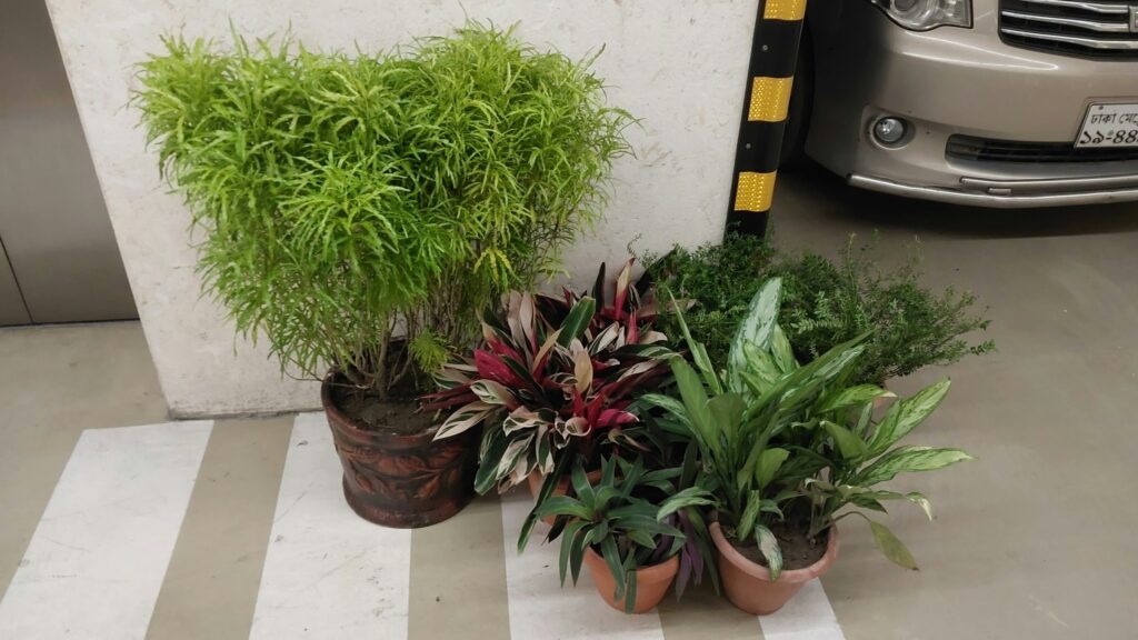 low maintenance plants