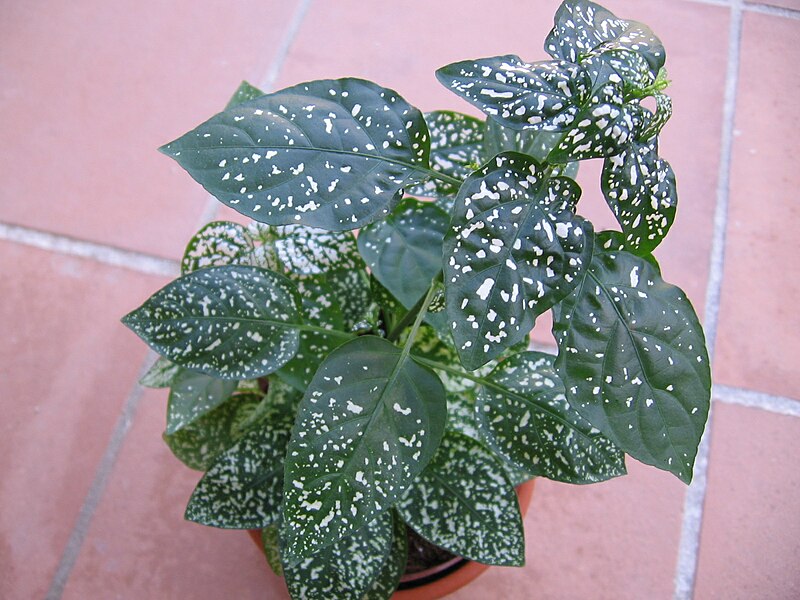 polka dot plant