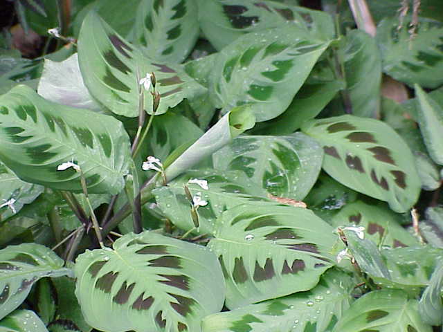 prayer plant