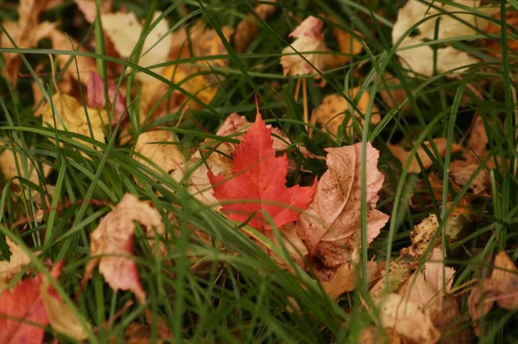 fall season
