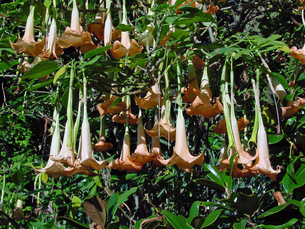 Angel's Trumpet