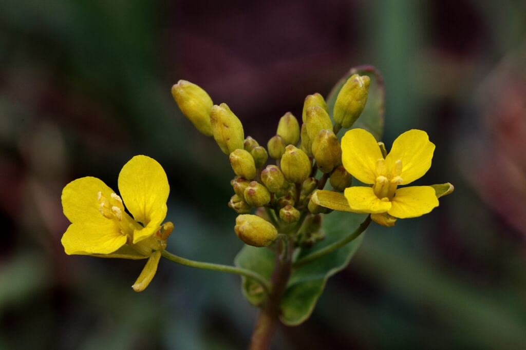 Evening Primrose