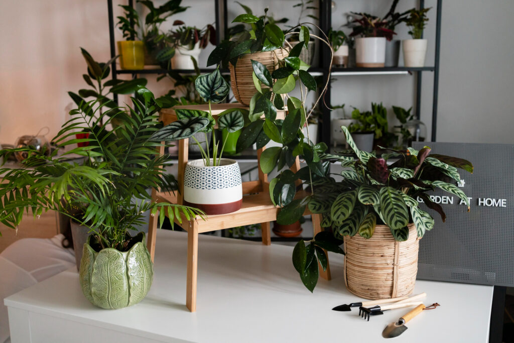 Plants for Temperature control