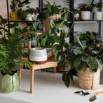 Plants for Temperature control