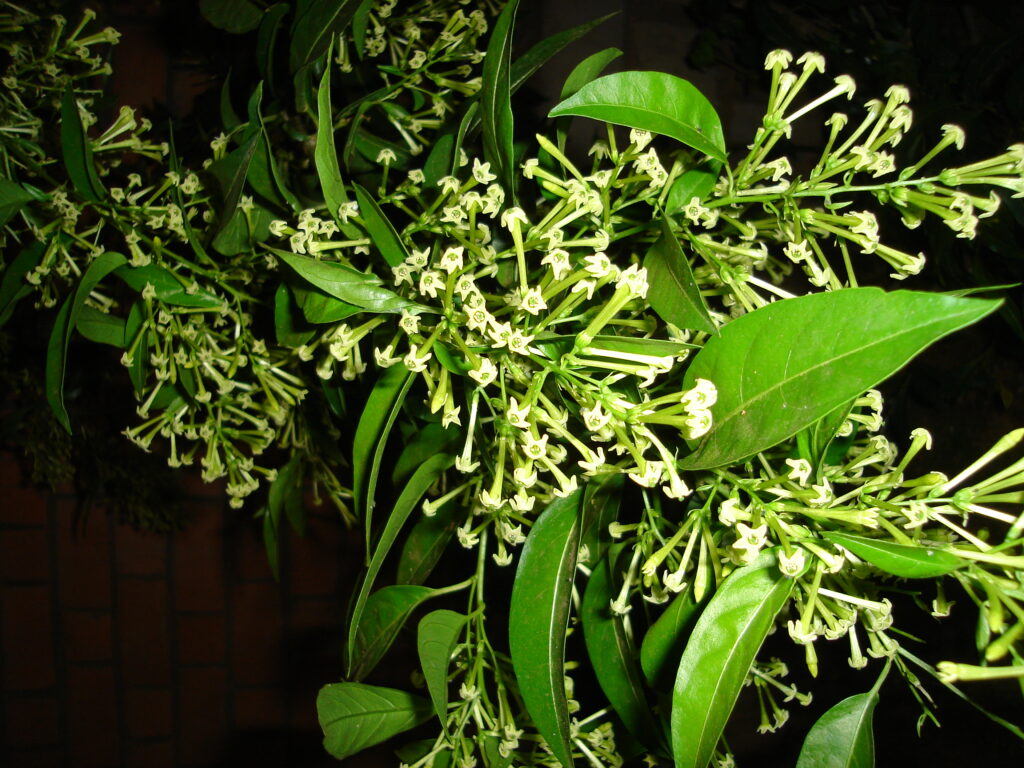 Night Blooming Jasmine
