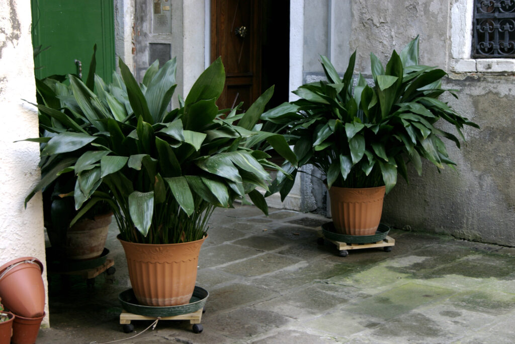 Cast Iron Plant, True to its name, this plant is almost indestructible.