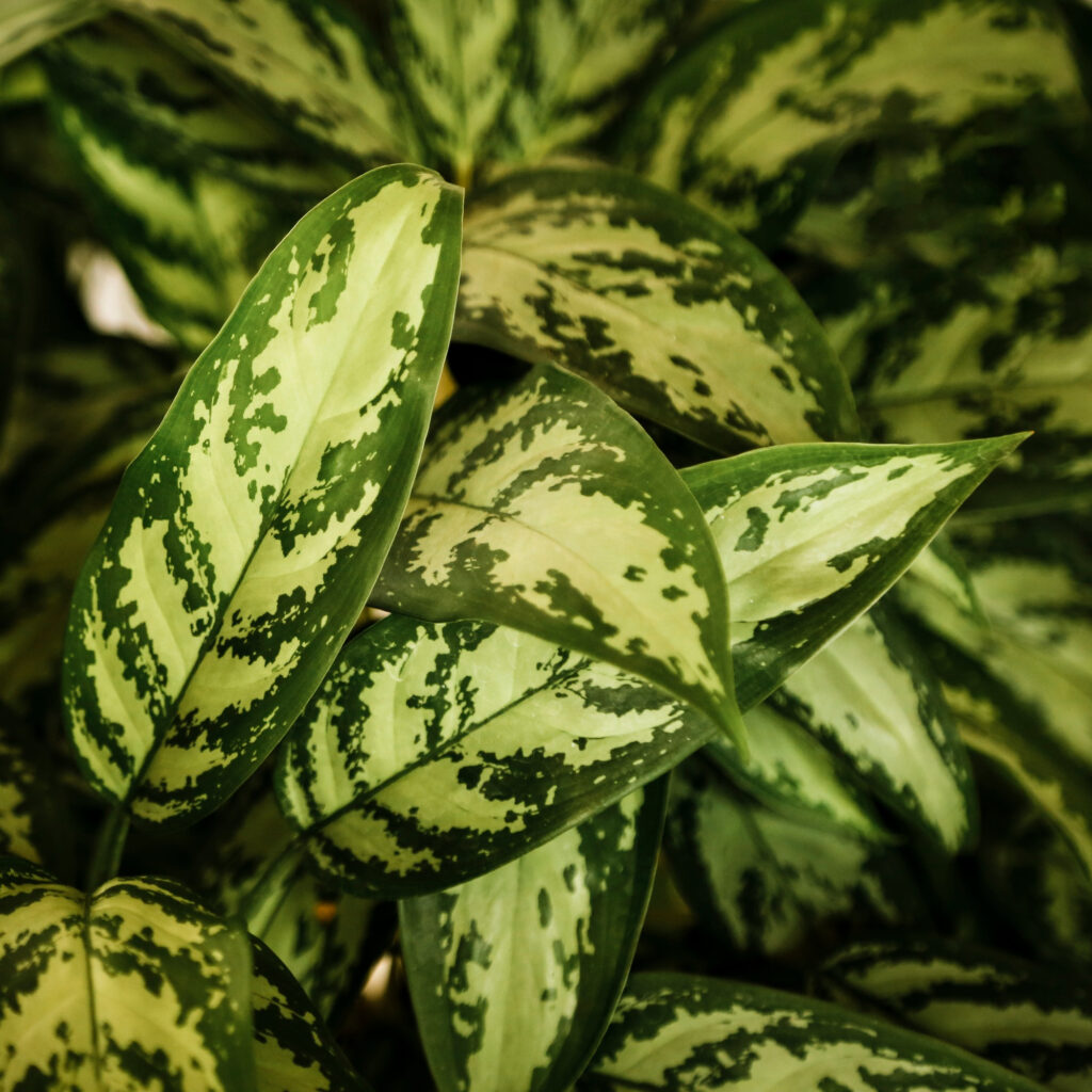 chinese evergreen close up