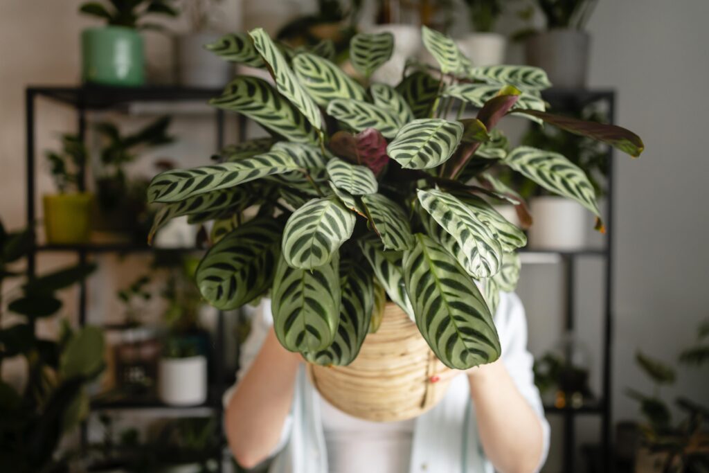 10 Best Low-Light Indoor Plants That Thrive Anywhere in the World.