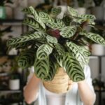 10 Best Low-Light Indoor Plants That Thrive Anywhere in the World.