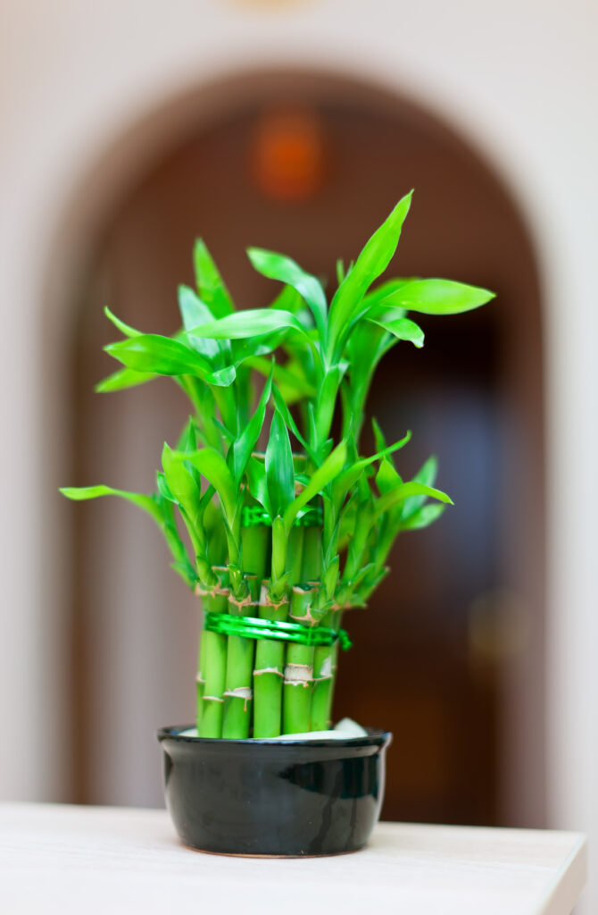 Although it's not a true bamboo, this plant is a great choice for low light.