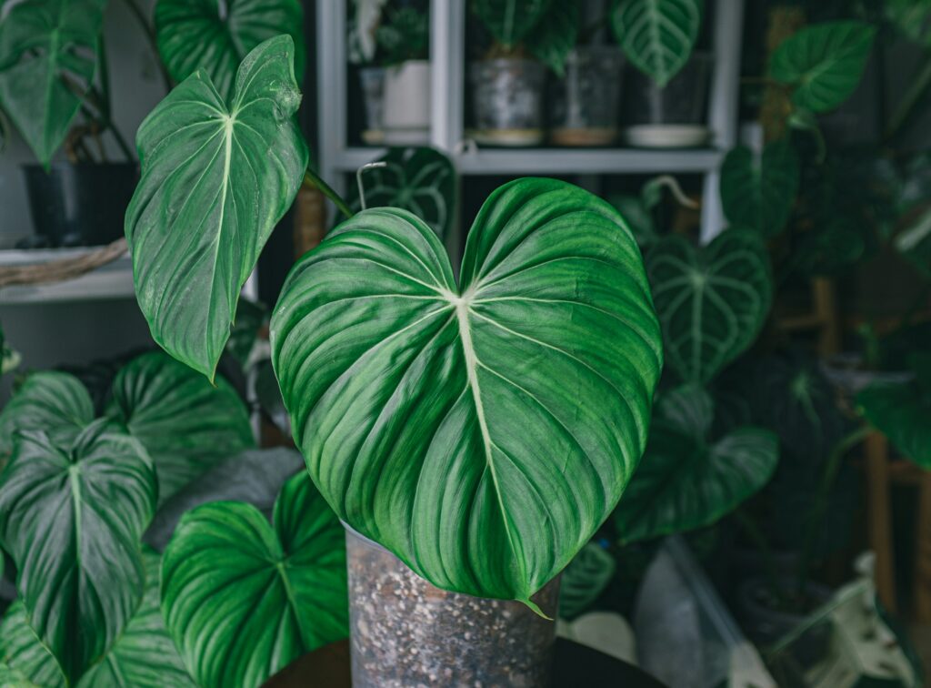 philodendron in a pot at home