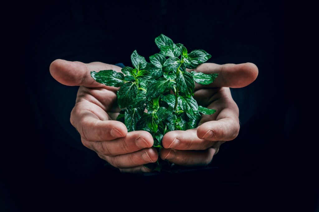 simple plant care guide