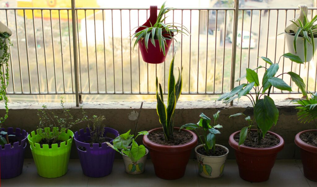 Top air purifying plants for vertical garden. snake plant, spider plant, etc. in a balcony