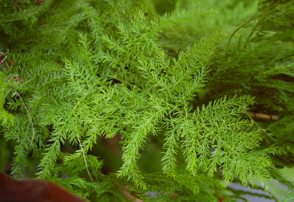 the delicate, airy Asparagus Fern (Asparagus setaceus).