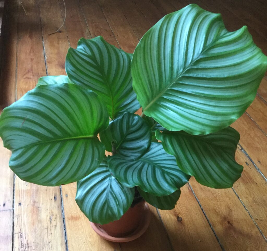 indoor plant styling with Calathea orbifolia with its bold, striped leaves