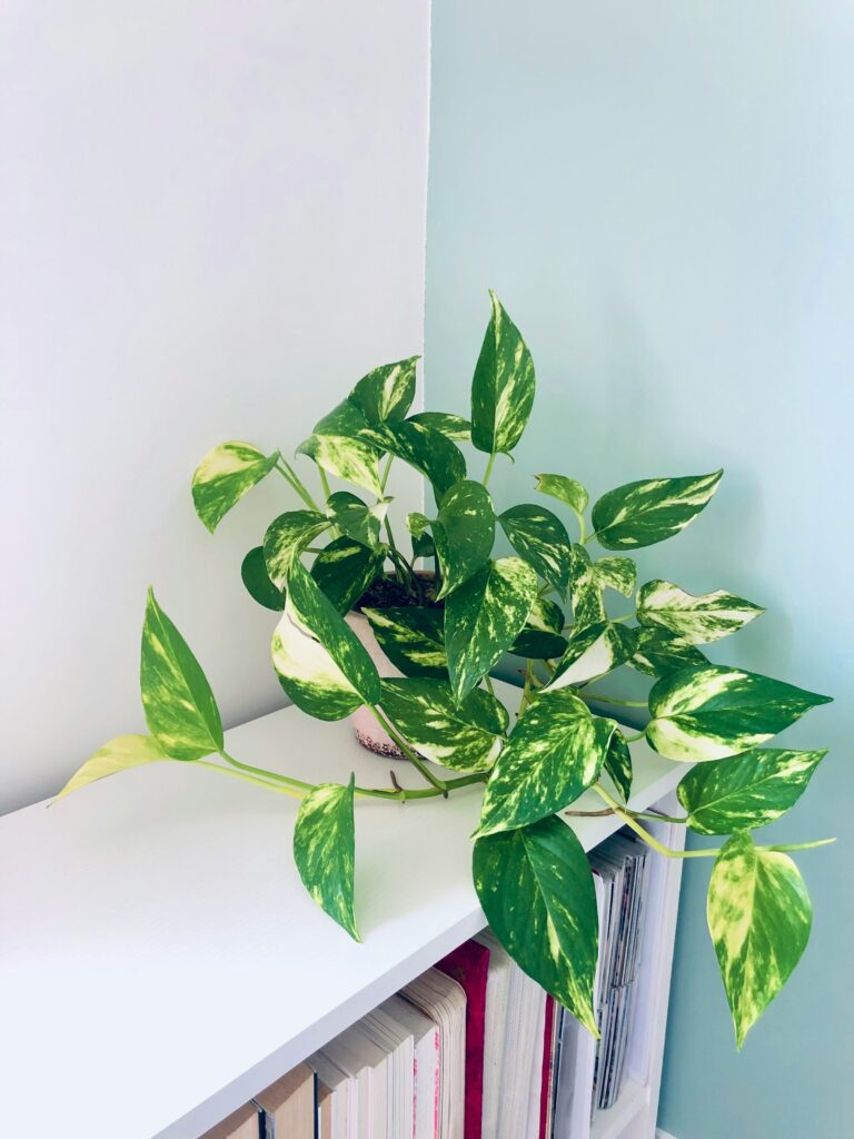 ever-popular Epipremnum aureum (Golden Pothos) in all its varieties.
