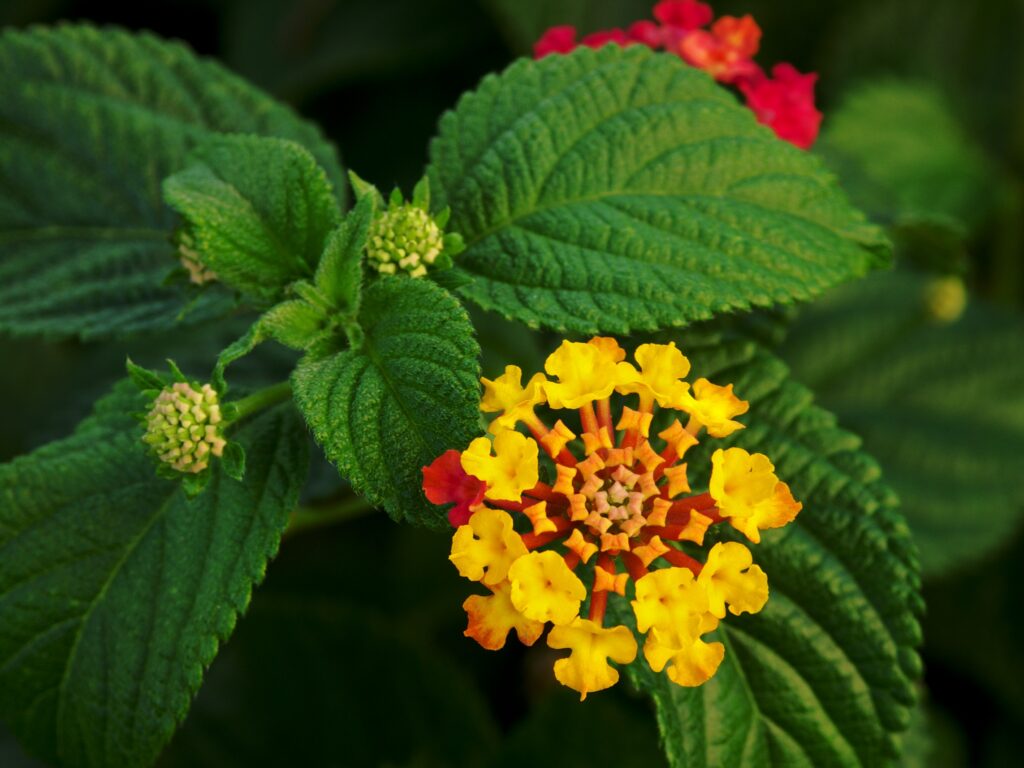 bright yellow Lantana flower