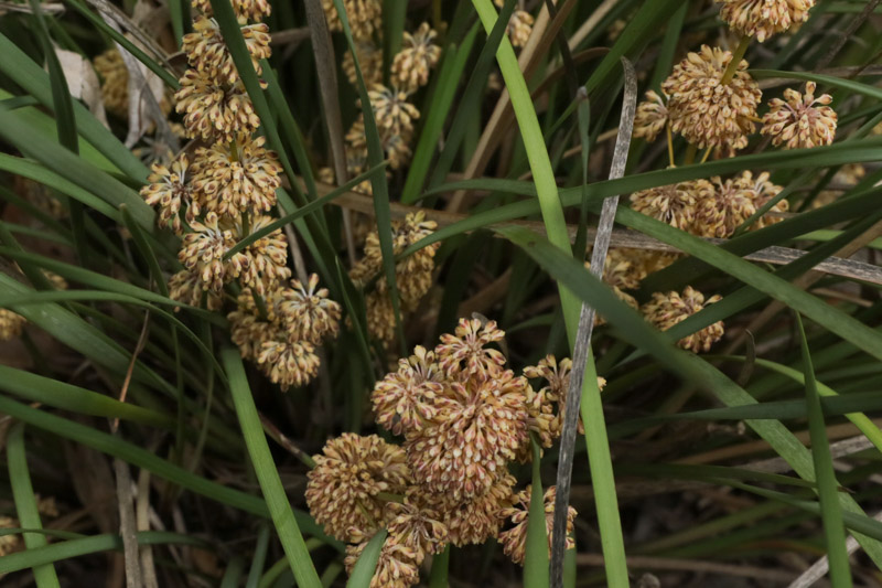 lomandra