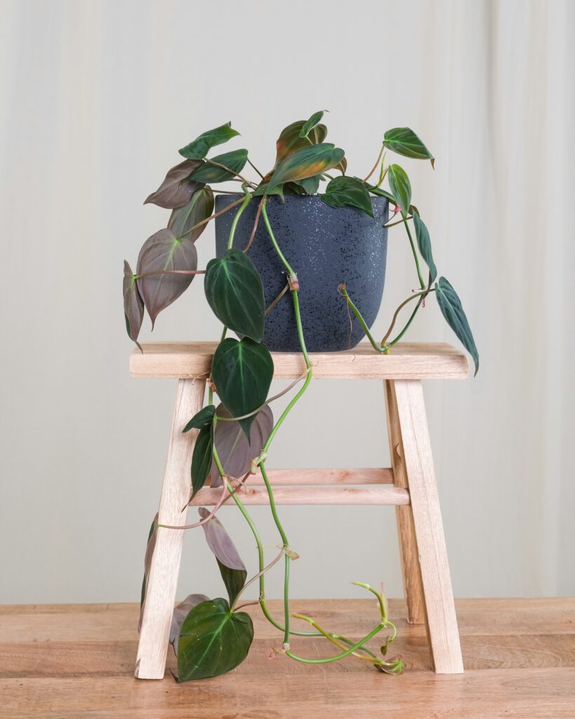 Philodendron micans with its velvety, heart-shaped leaves.