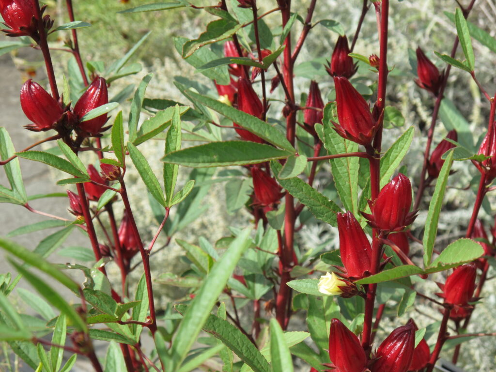 Not your typical hibiscus. You grow it for its beautiful red calyces (for teas and jams) and tangy leaves used in traditional cooking both ornamental and edible.