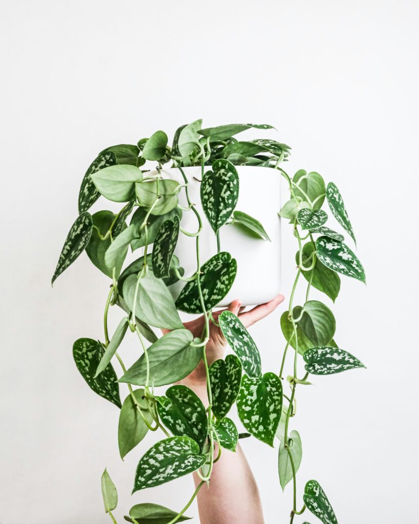 indoor plant styling with Scindapsus pictus 'Exotica' (Silver Satin Pothos).