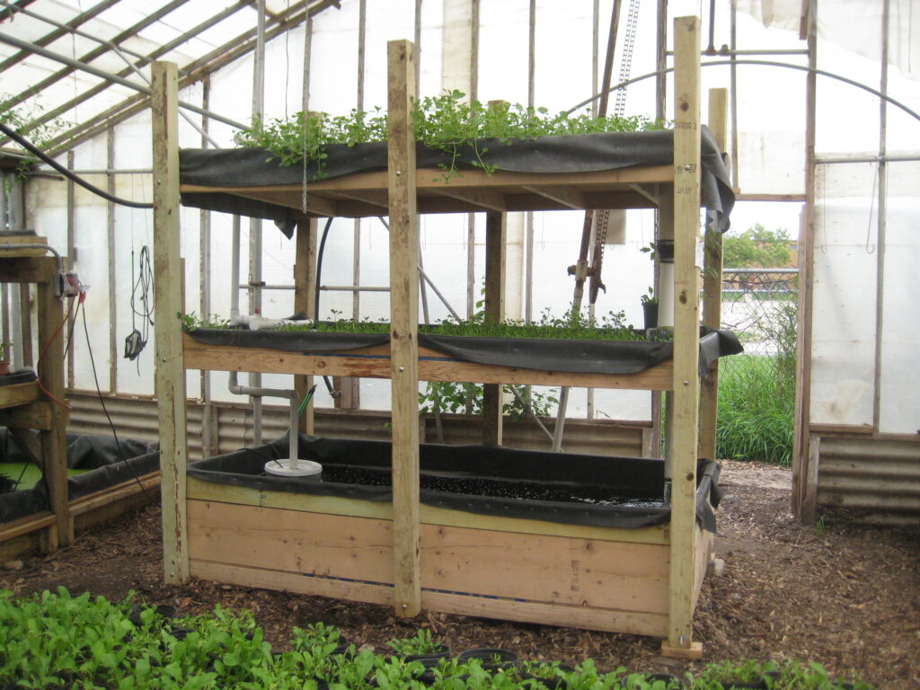 Aquaponics setup with fish tank and plants growing above using natural water circulation.