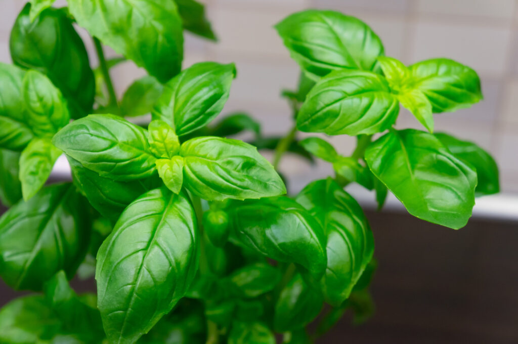 basil leaves for pizza toppings