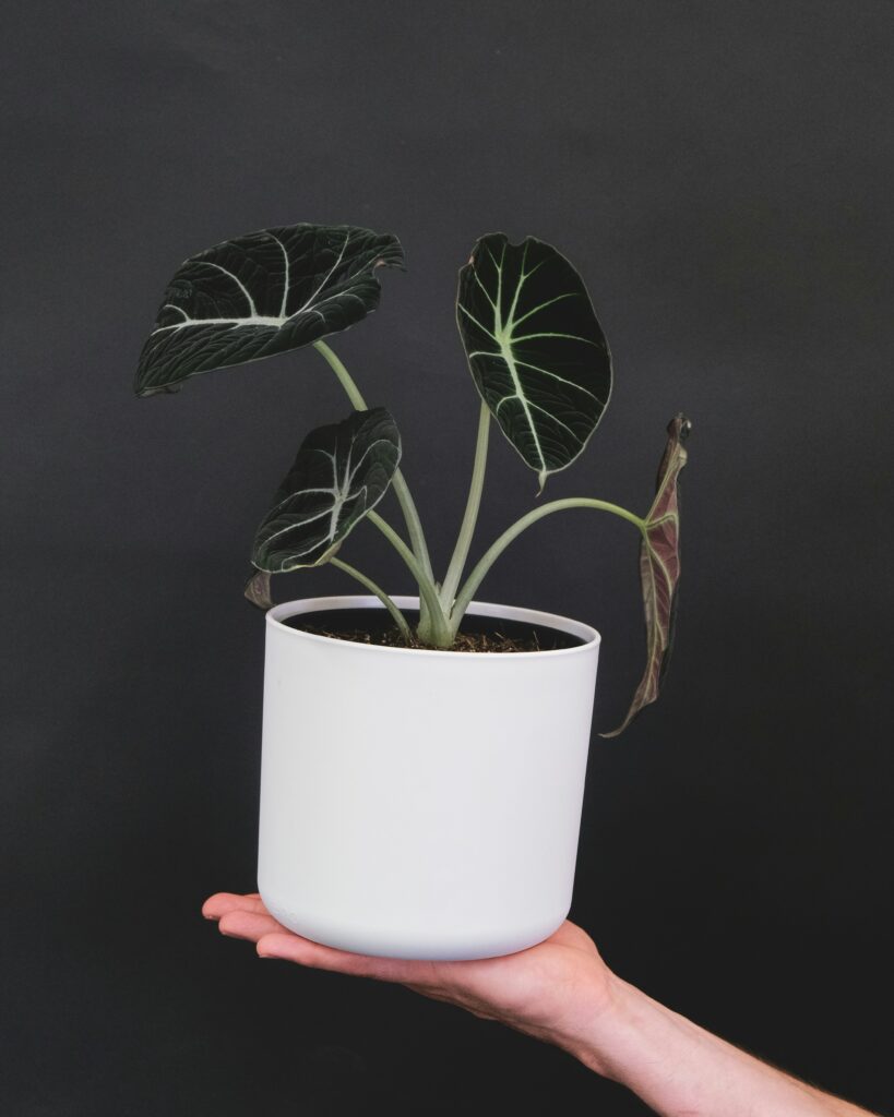 indoor plant styling with Alocasia 'Black Velvet' for its deep, moody foliage