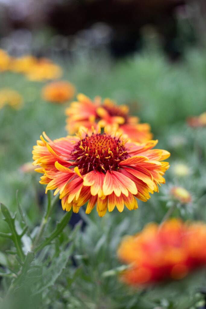 red and yellow Blanket Flowers