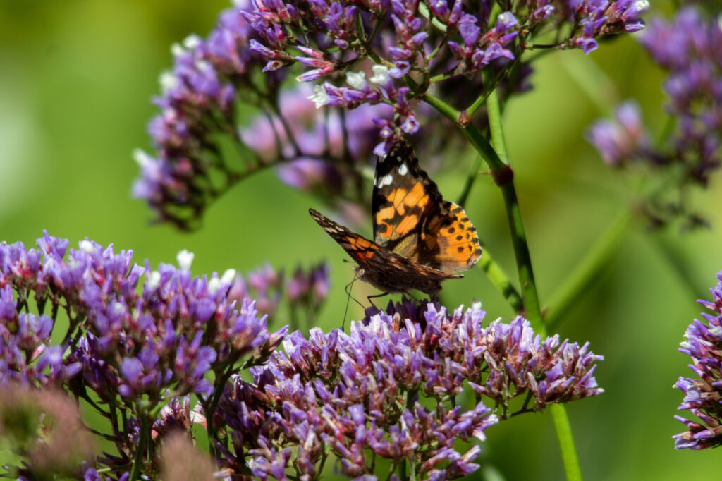 butterfly milkweed