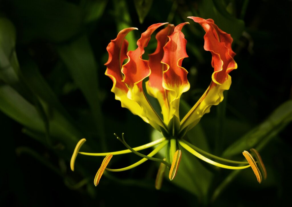 gloriosa lily