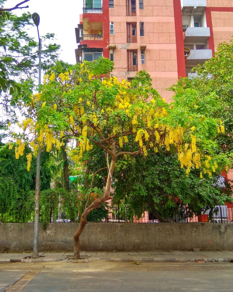 Indian Laburnum (Amaltas) tree in full, a native and climate-resilient plant