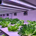 Indoor hydroponic system showing herbs growing in nutrient-rich water