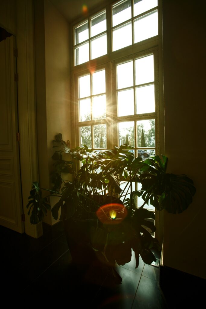 observe the light in your chosen spot. Is it bright, indirect, or low light?