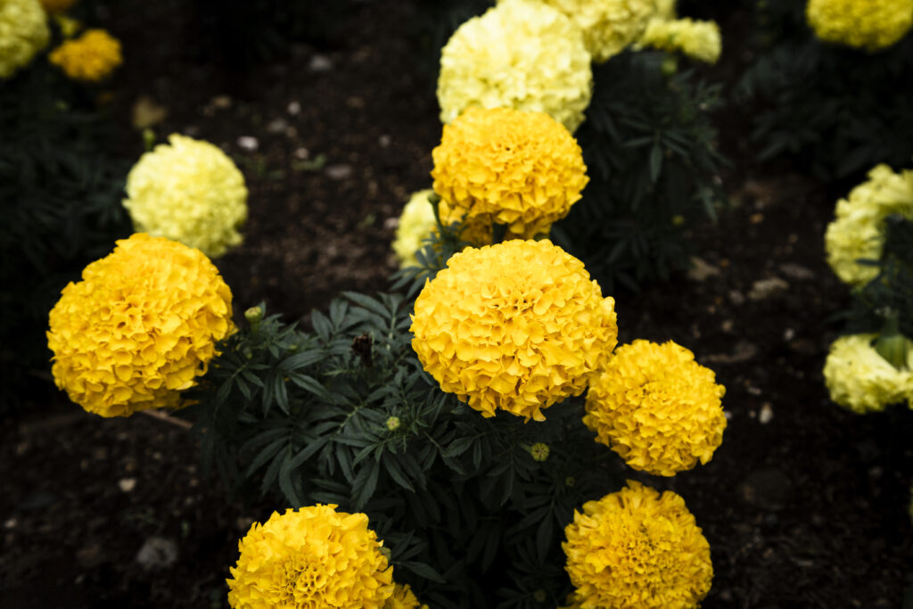 marigold, a native and climate-resilient plant
