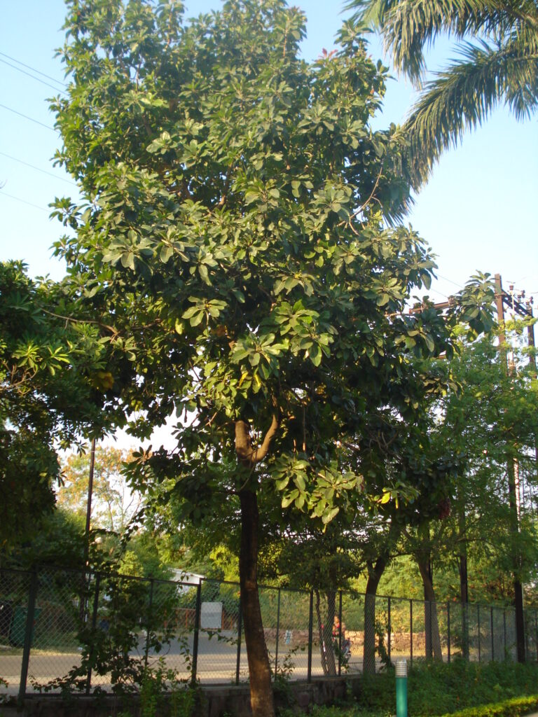 mahua tree, a native and climate-resilient plant