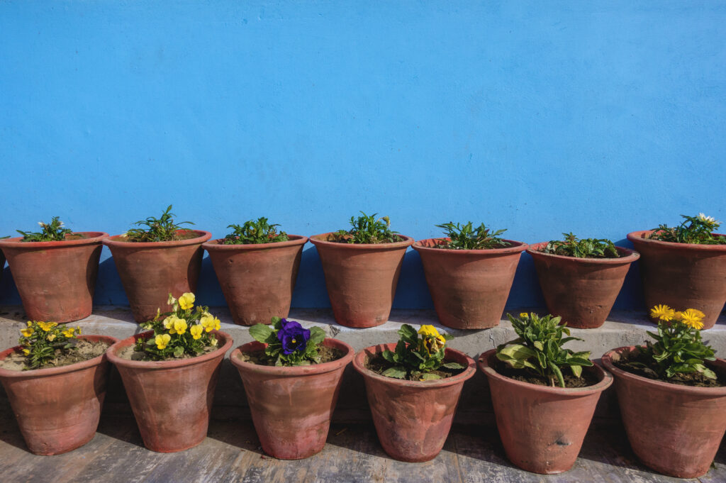 Thriving, climate-resilient plants in a home garden, illustrating the benefits of native plants.