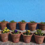 Thriving, climate-resilient plants in a home garden, illustrating the benefits of native plants.