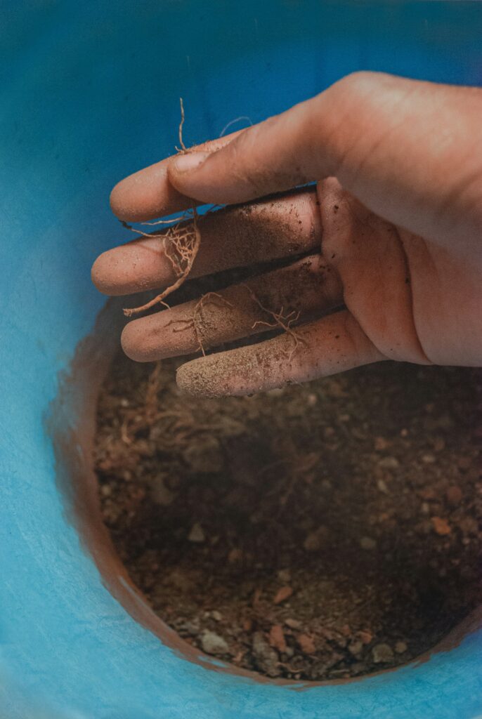 stick your finger an inch into the soil. If it's dry, water. If it's damp, wait.